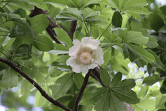 Adansonia digitata